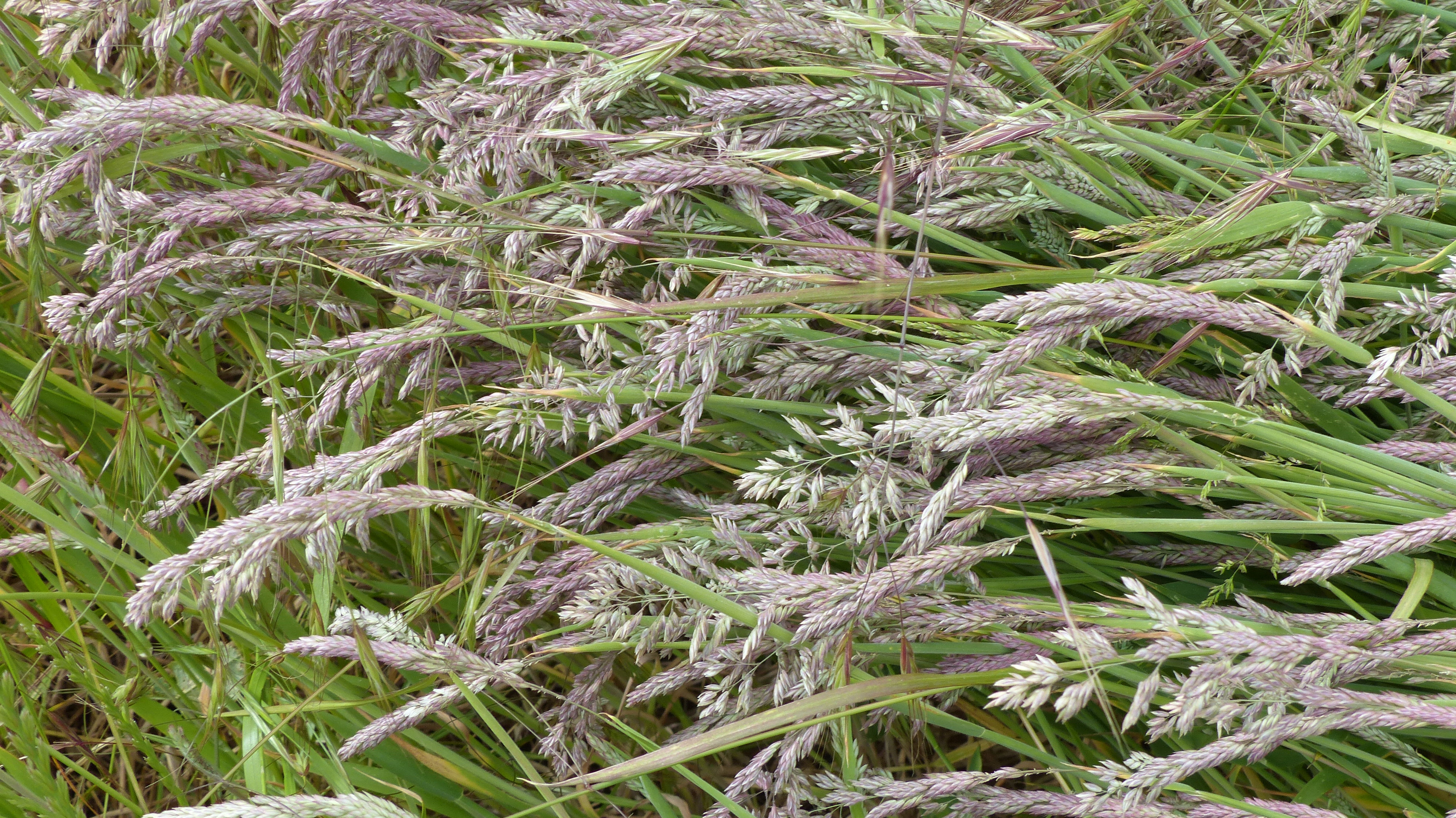 Grasses (Yorkshire Fog) in flower at Charlton Down Nature Area in Dorset, June 2025
