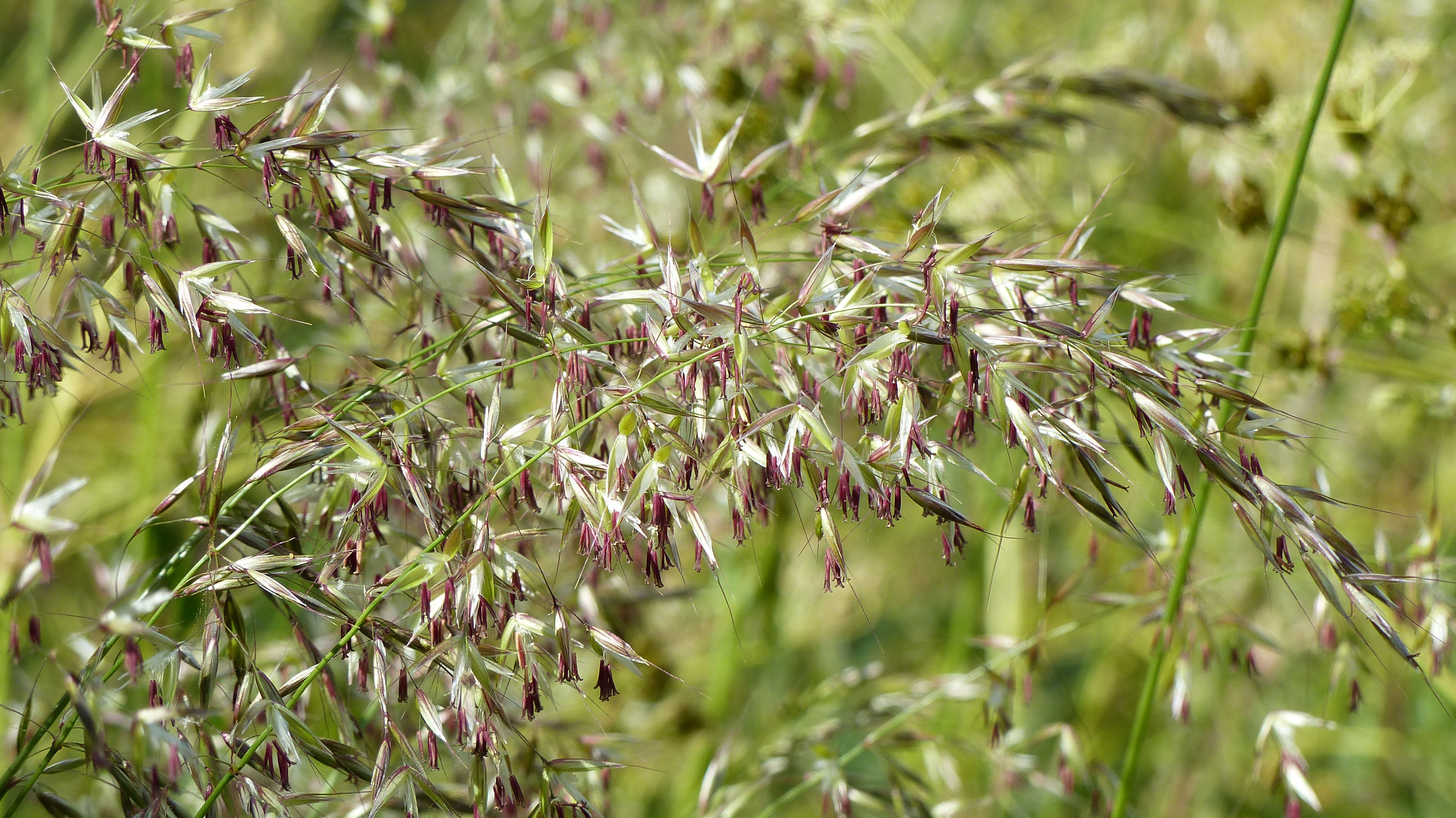 Grasses in flower at Charlton Down Nature Area in Dorset, June 2025