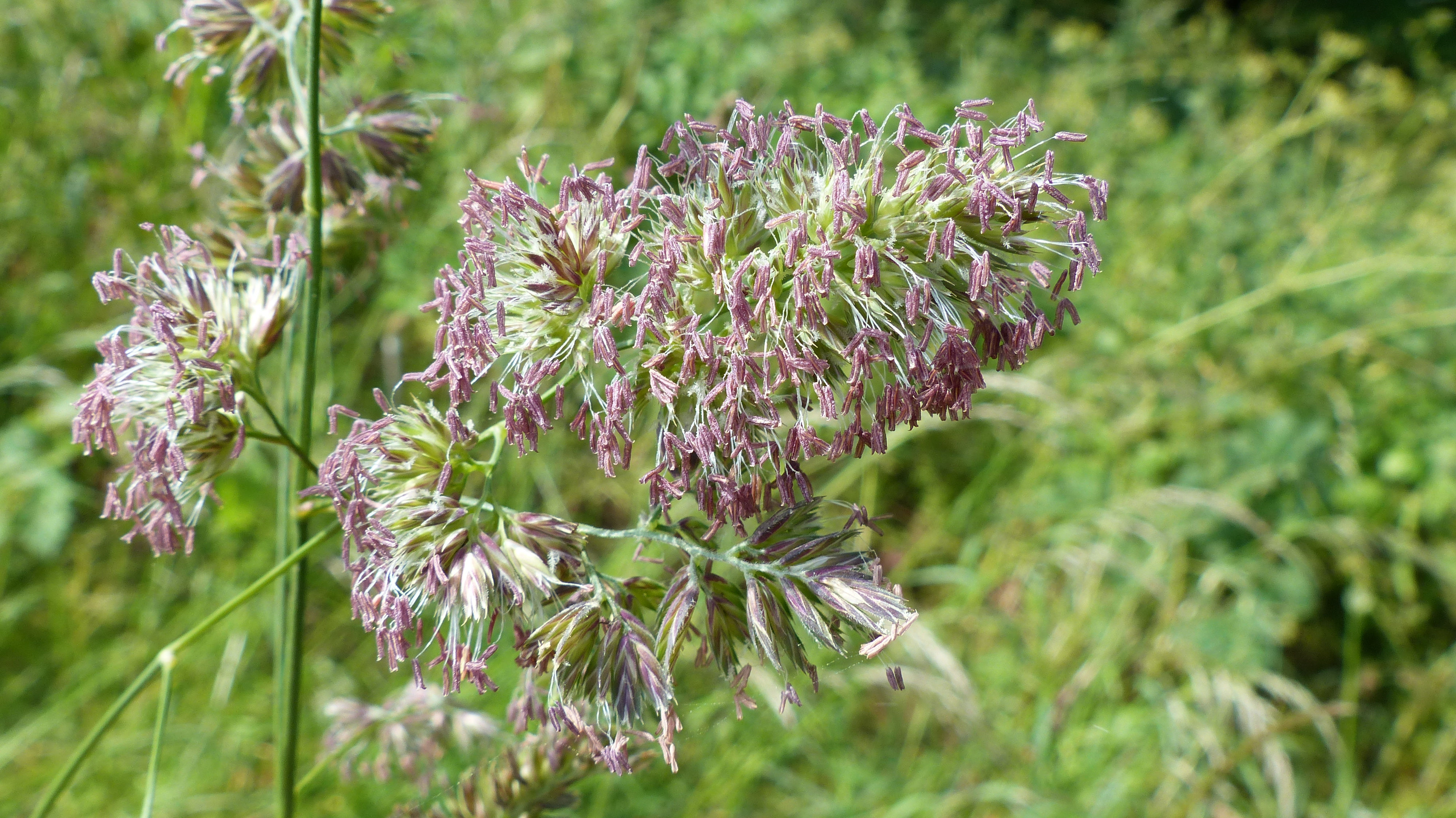 Grasses in flower (Cocks Foot) at Charlton Down Nature Area in Dorset, June 2025