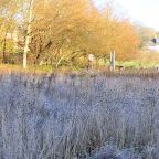 Frosty Outlook in the Nature Area