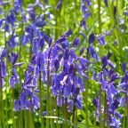 Bluebell Planting