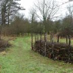 Building a Dead Hedge Habitat – Stage 2