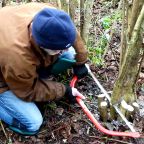 A Bit of Hazel Coppicing