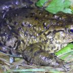 Common Toads at Night