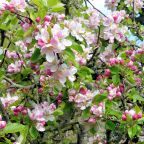 The Community Orchard