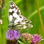 Report to Charminster Parish Council